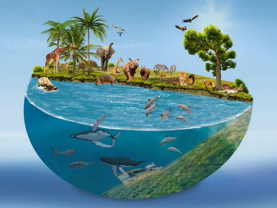 Animaux de la planète.