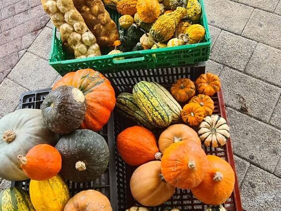 Les coloquintes