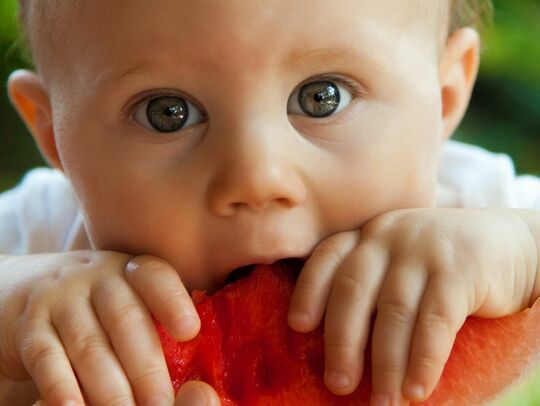 Bébé croquant une pastèque.